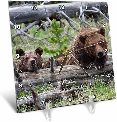 3dRose 6x6 Desk Clock - Grizzly Bear Sow and Cub Bears