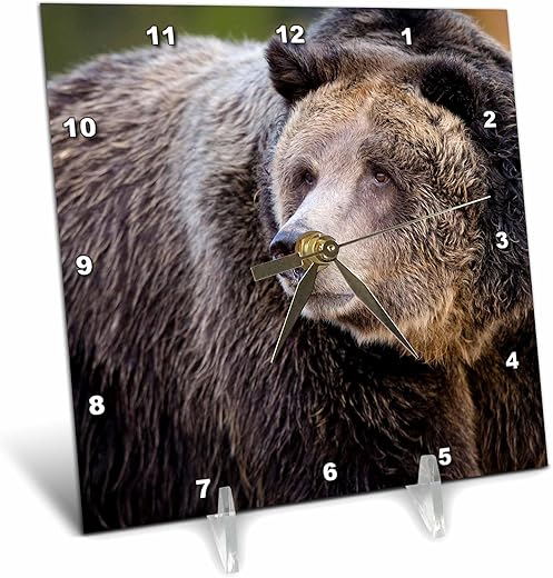 3dRose 6x6 Desk Clock - Grizzly Bear, West Yellowstone, Montana Bears