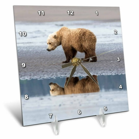 Coastal Grizzly bear walks along mud flats, Lake Clark NP, Alaska. 6x6 Desk Clock dc-278400-1