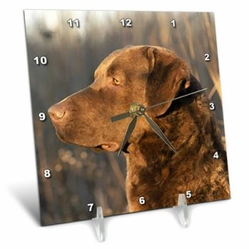 3dRose Chesapeake Bay Retriver Portrait, Desk Clock, 6 by 6-inch