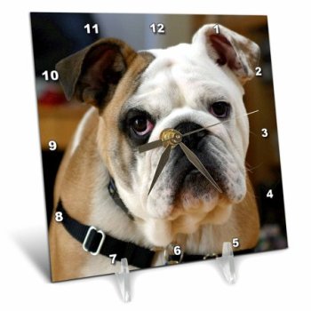 3dRose Image of English Bulldog Portrait - Desk Clock, 6 by 6-inch