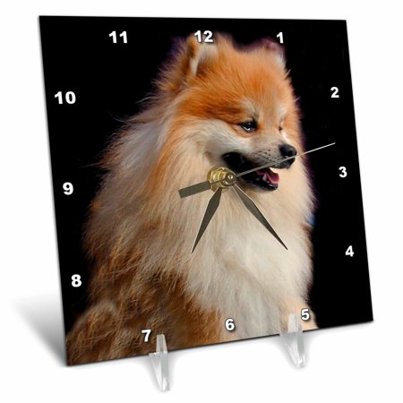 3dRose Pomeranian portrait - Desk Clock, 6 by 6-inch