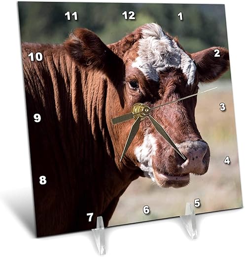 3dRose 6x6 Desk Clock - A Brown and White Cow Looking Toward The Camera Close up Holy Cow