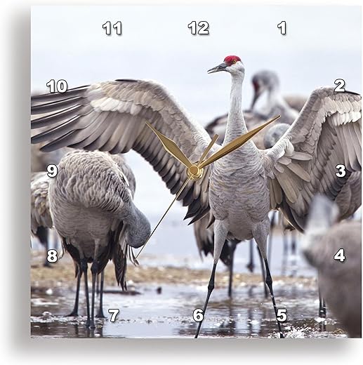 3dRose DPP_92168_2 Sandhill Crane Birds, Platte River, Nebraska - US28 CHA0119 - Chuck Haney - Wall Clock, 13 by 13-Inch