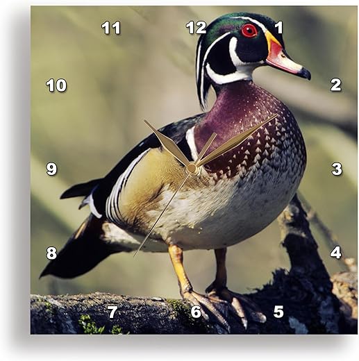 3dRose DPP_95209_1 Washington. Male Wood Duck-US48 CCR0161-Charles Crust-Wall Clock, 10 by 10-Inch