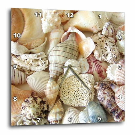 3dRose Florida Seashells II - Wall Clock, 10 by 10-inch