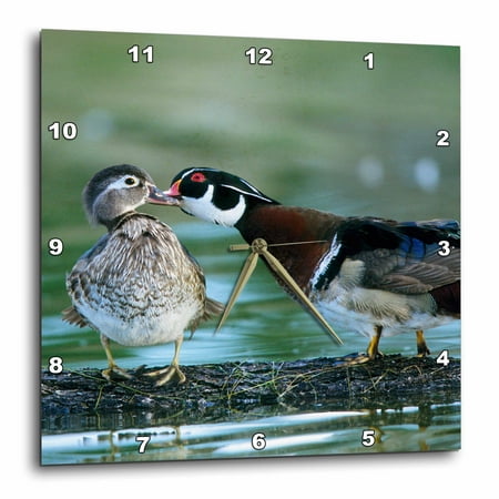 3dRose Florida. Wood duck interacts with young offspring - US10 BJA0174 - Jaynes Gallery - Wall Clock, 15 by 15-inch