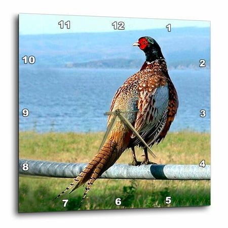 3dRose Pheasant - Wall Clock, 10 by 10-inch