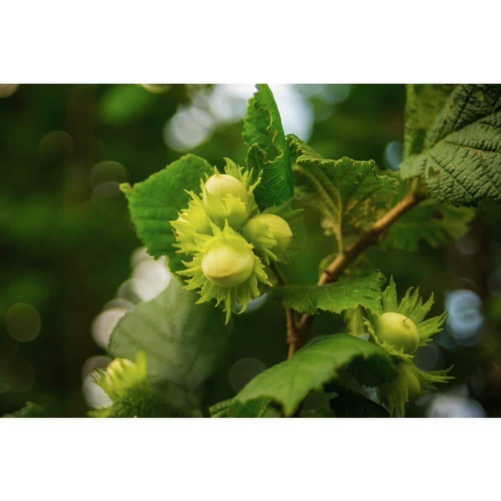 Jefferson Hazelnut Tree Bare Root