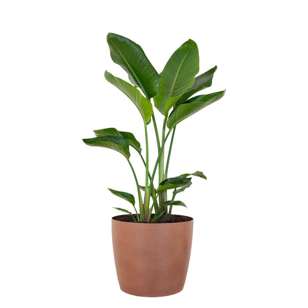 White Bird of Paradise Plant Live Indoor Outdoor Plant in 10 in....