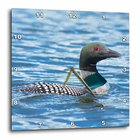 3dRose Common Loons Swimming in a Lake, British Columbia, Canada - Wall Clock, 15 by 15-inch