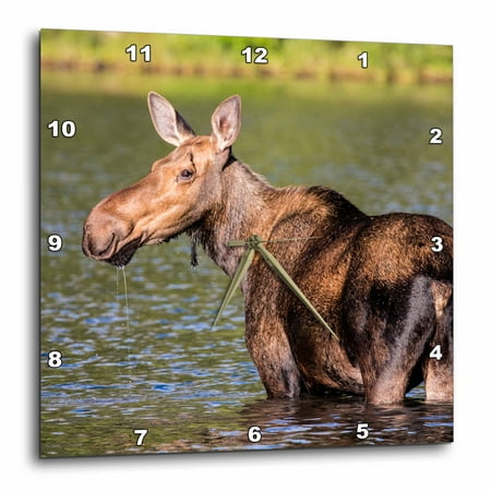 3dRose Female Moose Feeding In Glacier National Park, Montana, Usa - Wall Clock, 15 By 15-Inch