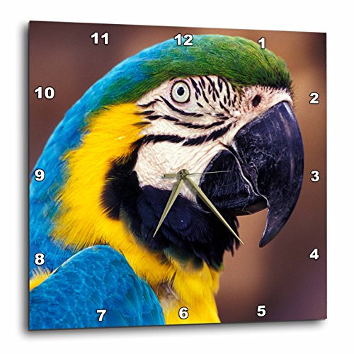 3dRose DPP_83729_1 USA, Florida Macaw, Parrot, Tropical Bird NA02 DGU0006 Darrell Gulin Wall Clock, 10 by 10