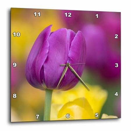 3dRose, Pink, yellow, and purple tulips, Glencoe, Illinois, 13x13 Wall Clock